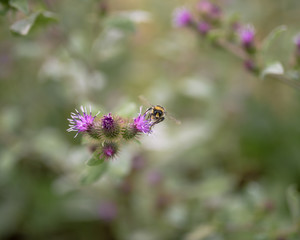 Bumblebee about to take flight