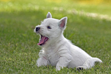 Cute West-highland Terrier puppy in grass, yawning, portrait