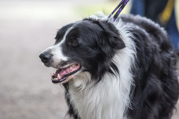 portrait of Border Collie dog on a walk in belgium