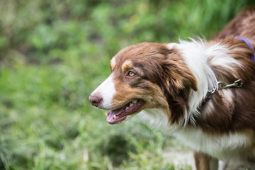 portrait of Border Collie dog on a walk in belgium