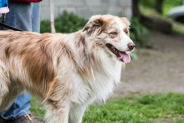 portrait of Border Collie dog on a walk in belgium