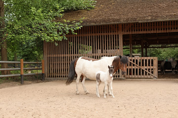 Beautiful horses in zoological garden. Wild animals
