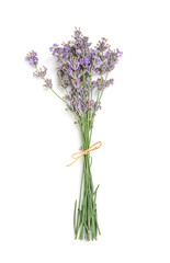 Beautiful blooming lavender flowers on white background