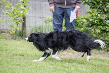 portrait of Border Collie dog on a walk in belgium
