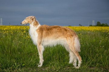 Portrait of gorgeous dog breed russian borzoi standing in the green grass and yellow buttercup field in summer