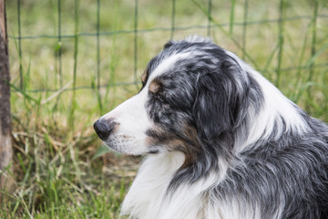 portrait of Border Collie dog on a walk in belgium