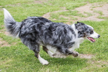 portrait of Border Collie dog on a walk in belgium