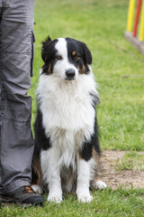 portrait of Border Collie dog on a walk in belgium