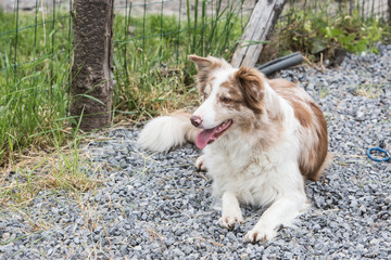 portrait of Border Collie dog on a walk in belgium