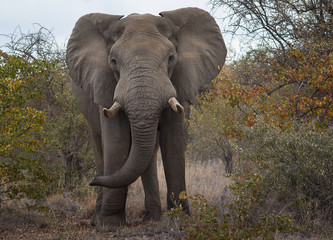 Elephant