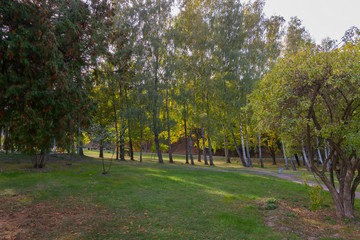 A grassy lawn in a park near a path with tuy and birch trees