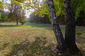 Fototapeta premium high birch on the background of the park avenue
