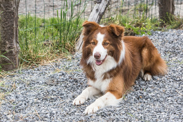 portrait of Border Collie dog on a walk in belgium