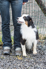 portrait of Border Collie dog on a walk in belgium