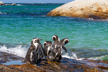 African Penguins at Boulder's Beach along the Cape Peninsula
