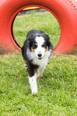 portrait of Border Collie dog on a walk in belgium