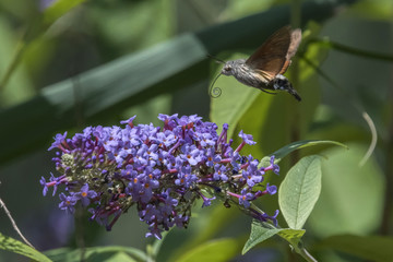 sphinx of the gallium on buddleja