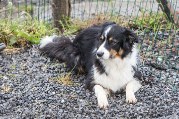 portrait of Border Collie dog on a walk in belgium