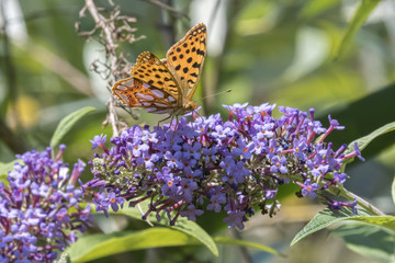 argynnis adippe butterfly on buddleia