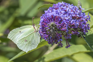 green gonepteryx rhamni butterfly