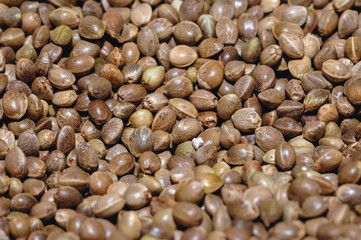 Close up on a fruits of Cannabis plant