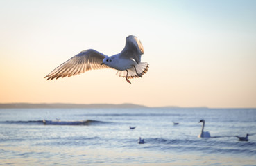 Seagull above Baltic Sea beach in Swinoujscie city, Poland © Fotokon
