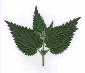 nettle, leaves of nettle