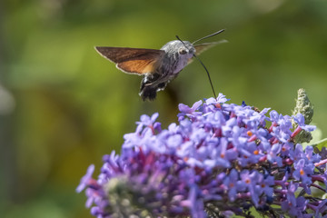 sphinx of the gallium on buddleja