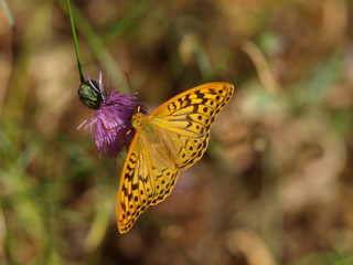 mariposa alas abiertas