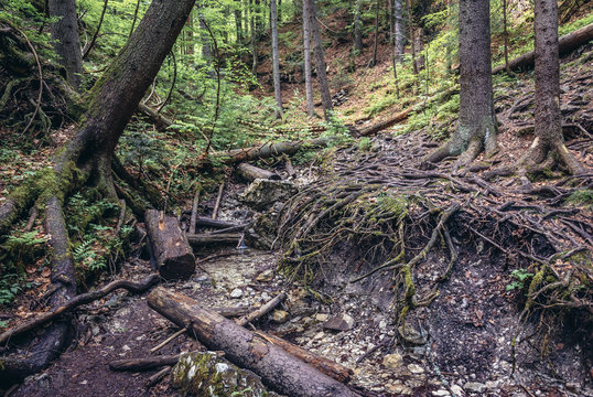 Tree roots on the Sucha Bela hiking trail in park called Slovak Paradise, Slovakia