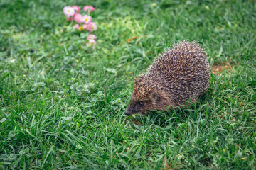 Naklejka na ściany i meble Small hedgehog walks on a green grass in Poland