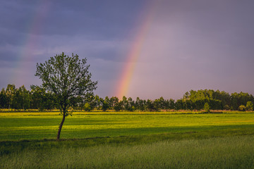 Single tree on a green meadow with rainbow