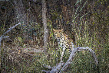 Leopard in Kruger National park, South Africa ; Specie Panthera pardus family of Felidae