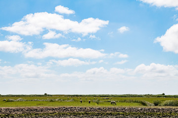 Sheep on the dike land