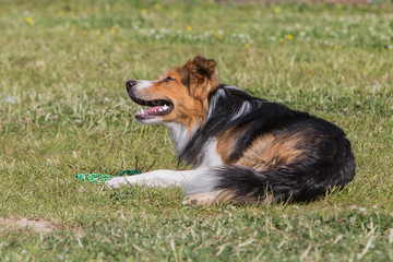 portrait of Border Collie dog on a walk in belgium