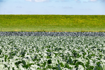 Cabbage field in summer