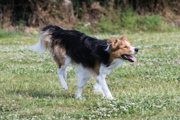 portrait of Border Collie dog on a walk in belgium