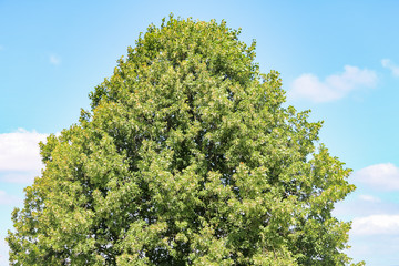 lush green treetop against a blue sky