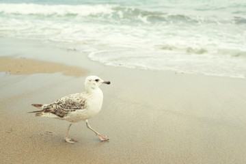 Sea gull walking on the sand