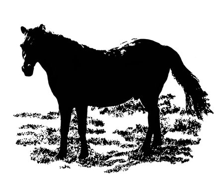 Black horse. Vectorial image