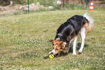 portrait of Border Collie dog on a walk in belgium