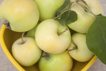 Apples