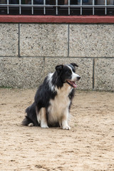 portrait of Border Collie dog on a walk in belgium