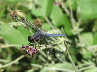 A male spangled skimmer dragonfly (Libellula cyanea) perched on a plant outside in the sun