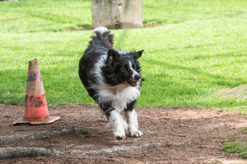 portrait of Border Collie dog on a walk in belgium