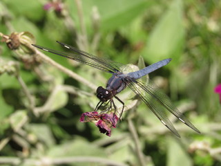 A male spangled skimmer dragonfly (Libellula cyanea) perched on a plant outside in the sun