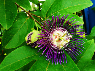 Purple Passion Flower 