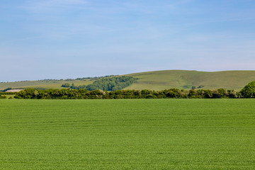 Fototapeta na wymiar A green Sussex landscape on a sunny spring day