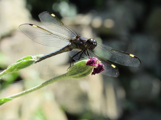 A male spangled skimmer dragonfly (Libellula cyanea) perched on a plant outside in the sun
