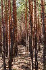 Rows of the tall pine trees in a forest on spring